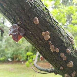 low hanging tree branch covered in Wood Ear mushrooms