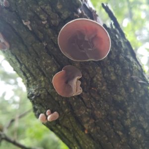 low hanging tree branch covered in Wood Ear mushrooms