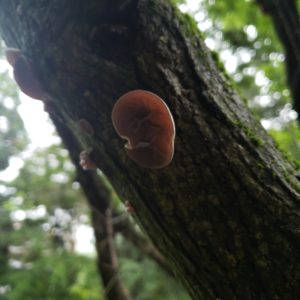 low hanging tree branch covered in Wood Ear mushrooms