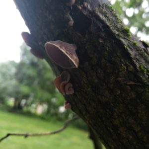 low hanging tree branch covered in Wood Ear mushrooms