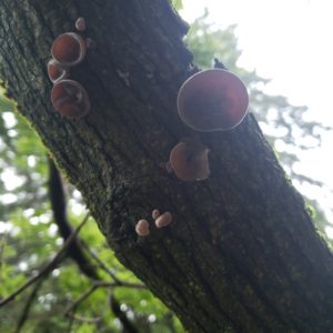low hanging tree branch covered in Wood Ear mushrooms