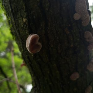 low hanging tree branch covered in Wood Ear mushrooms