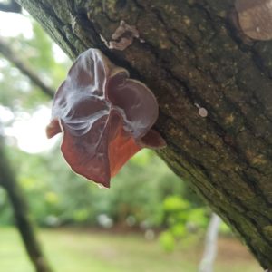 low hanging tree branch covered in Wood Ear mushrooms