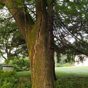 tree with large vertical cracks down the trunk