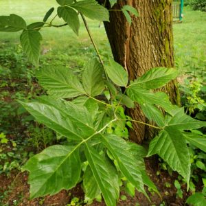 close up of tree leaves