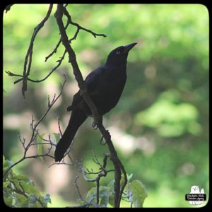 grackle perched on small tree branch