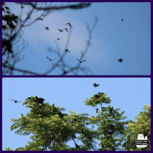 top: flock of common grackles in the sky (blurry); bottom: grackles landing in a treetop