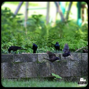 5 common grackles gathering at the garden wall.