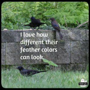 4 common grackles gathering at the garden wall.