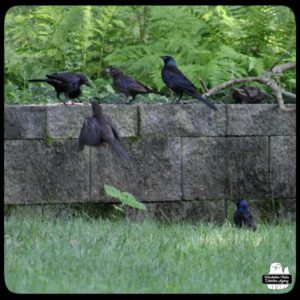 six common grackles gathering at the garden wall
