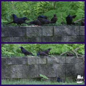 2 images of many common grackles gathering at the garden wall.