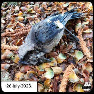 dead bluejay on the ground of Gnome Grove