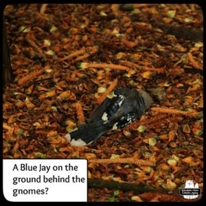 dead bluejay on the ground of Gnome Grove