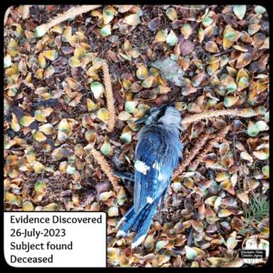 dead bluejay on the ground of Gnome Grove