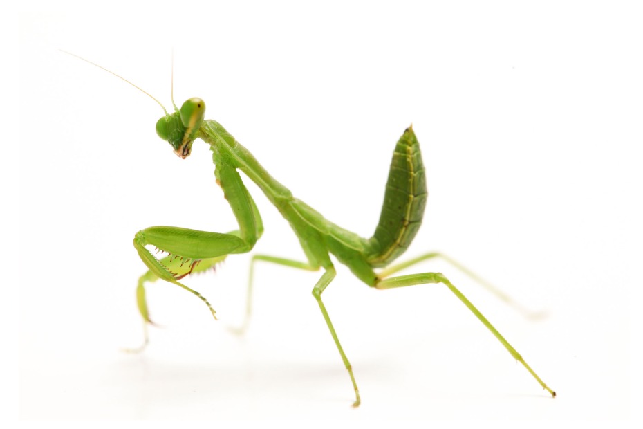 green praying mantis on white background