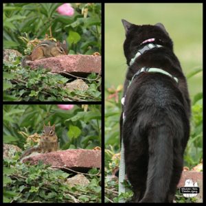 collage left top and bottom: chipmunk eating on a red brick; right vertical photo of black cat Gus on top of the rock wall