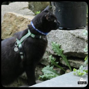 black cat Gus standing on stone stairs leading up to the grassy part of the yard