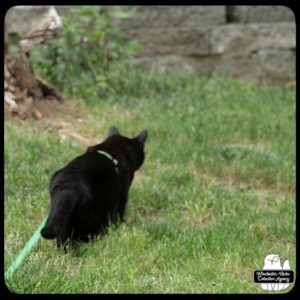 black cat Gus stalking his way through the grass to the fern garden