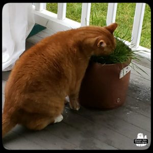 Oliver on balcony eating cat grass