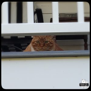 Oliver watching from under the balcony railing.