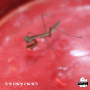 tiny praying mantis (Chinese mantis) at the bottom of a red glass jar.