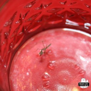 tiny praying mantis (Chinese mantis) at the bottom of a red glass jar.