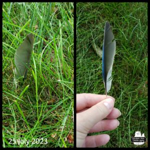 a blue jay feather collage; in the grass and held up