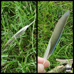 a blue jay feather collage; in the grass and held up