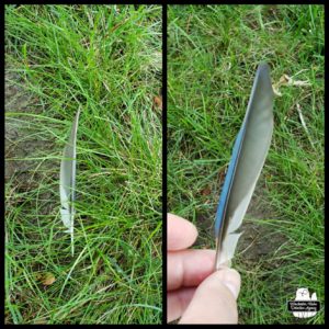 a blue jay feather collage; in the grass and held up