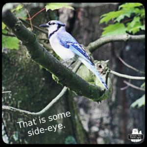 an uninjured bluejay on a small tree branch