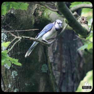 an uninjured bluejay on a small tree branch