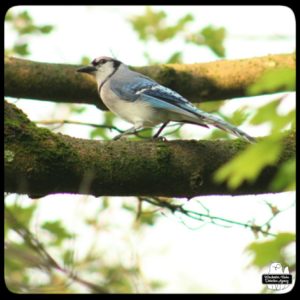 an uninjured bluejay on a tree branch