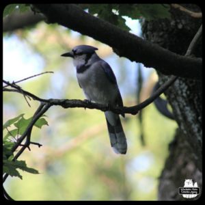 an uninjured bluejay on a small tree branch