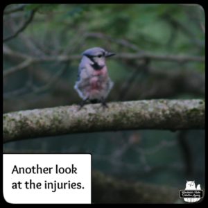 blurry photo of blue jay on branch; chest is bloody