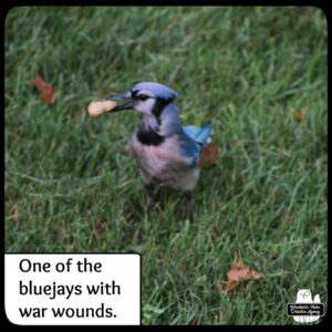 blurry photo of injured bluejay on the grass grabbing a peanut