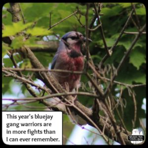 injured blue jay in a tree; blood stains from the beak down its white belly