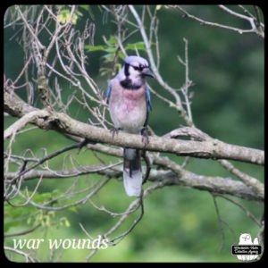 bluejay on a small branch; chest stained with blood