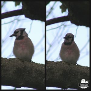 2 pictures of a bluejay with blood stains on its chest