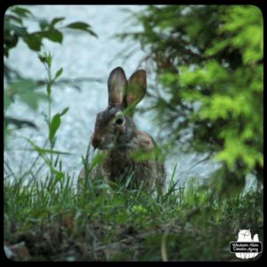 bunny rabbit wolpertinger eating grass behind bushes; looking up at camera.