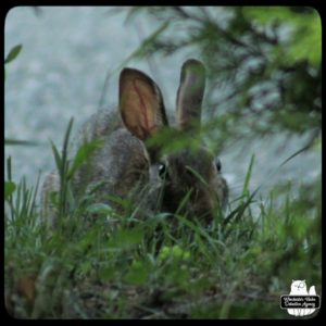 bunny rabbit wolpertinger eating grass behind bushes