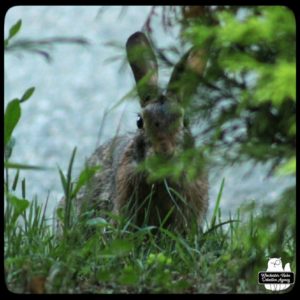 bunny rabbit wolpertinger eating grass behind bushes; looking at camera