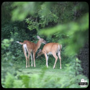 two white-tailed deer doe seen through foliage