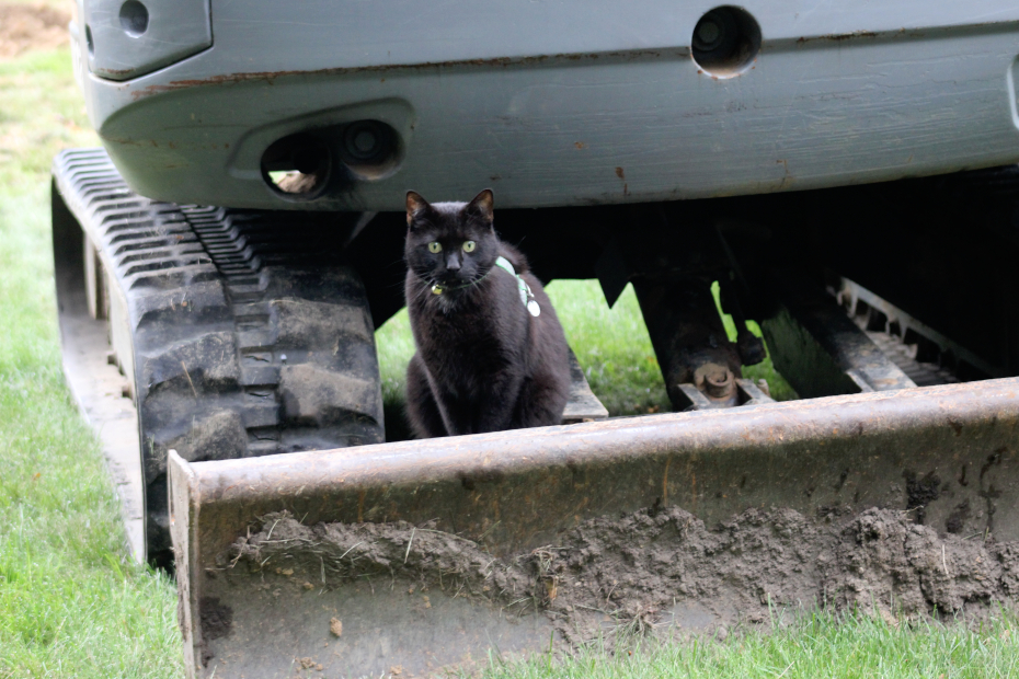 black cat Gus sitting on the plow end of the excavator next to the "caterpillar track" on one side.