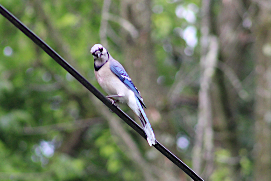 blue jay perched on wire looking down at the camera