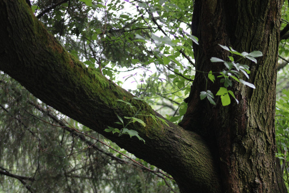 box elder tree trunk and thick branch covered in moss