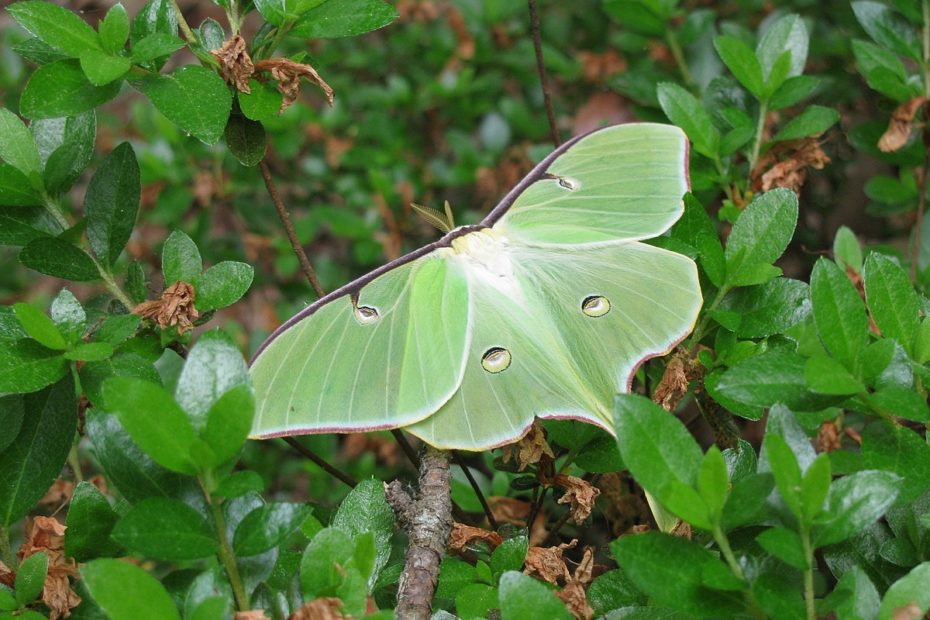 Luna Moth in greenery