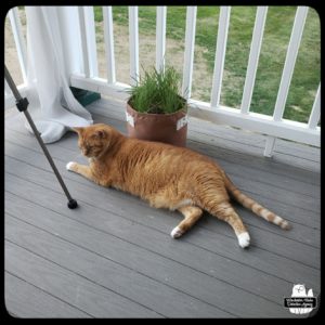 orange and white tabby Oliver rest on the balcony