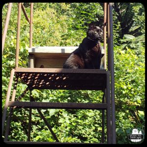 black cat Gus at the top of metal staircase outside