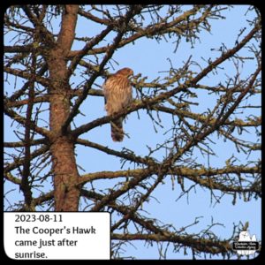 Cooper's Hawk in tree