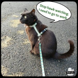 black cat Gus wearing his leash, sitting in driveway